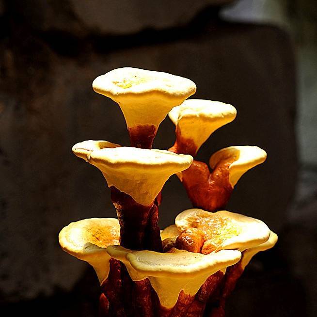 神农架天润灵芝