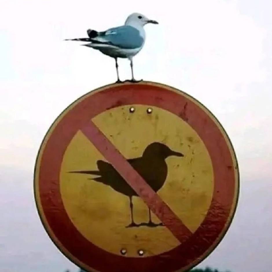 去码头整点薯条