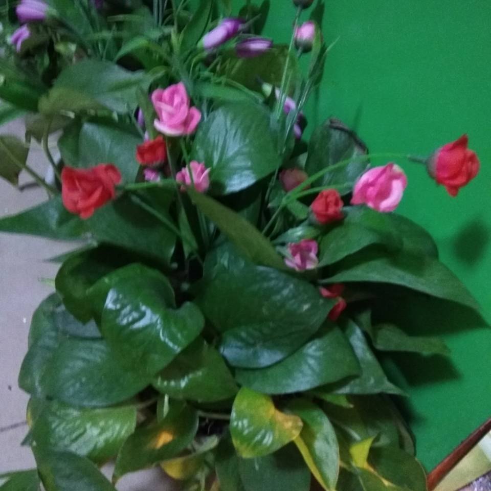 一生平安
