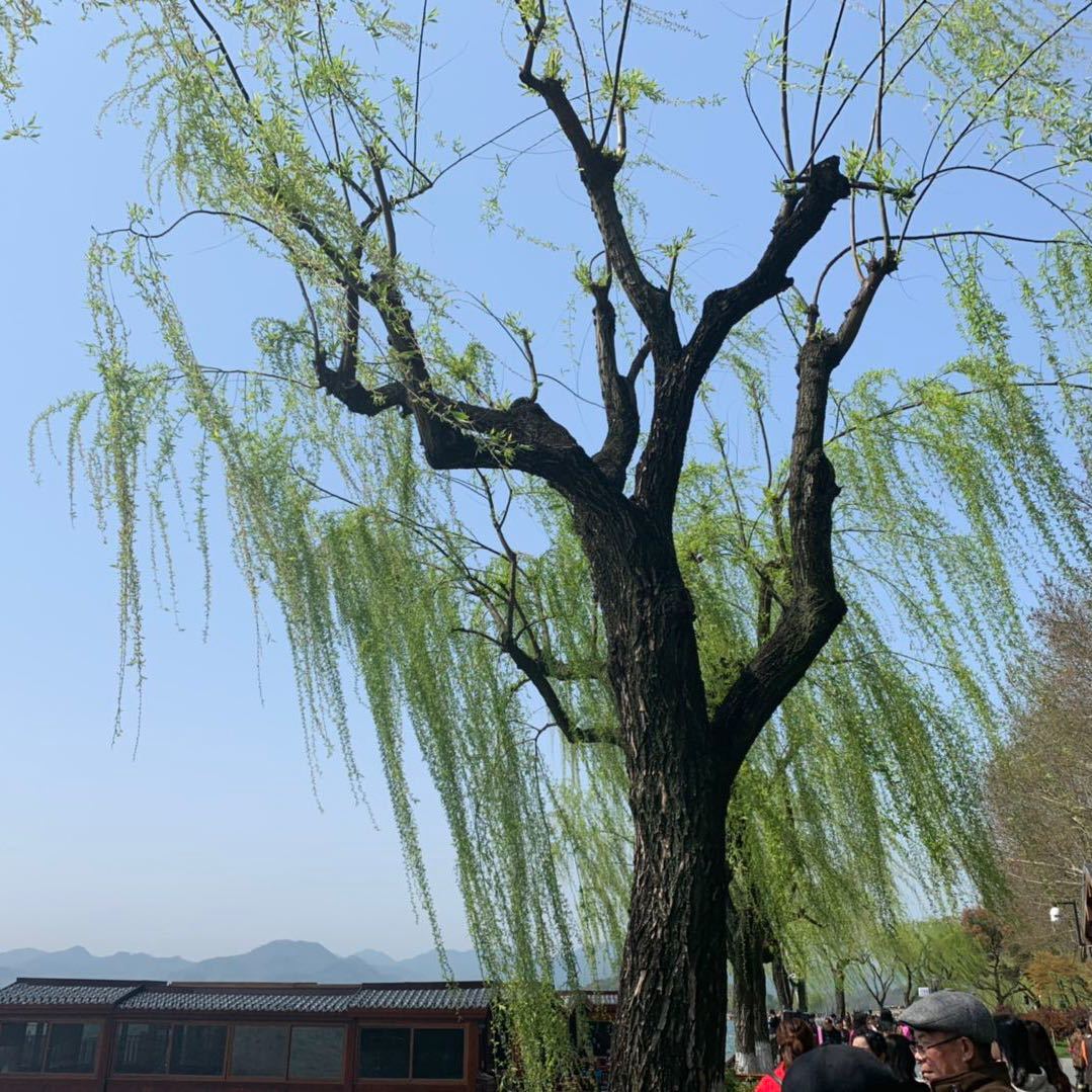 hechunzhang