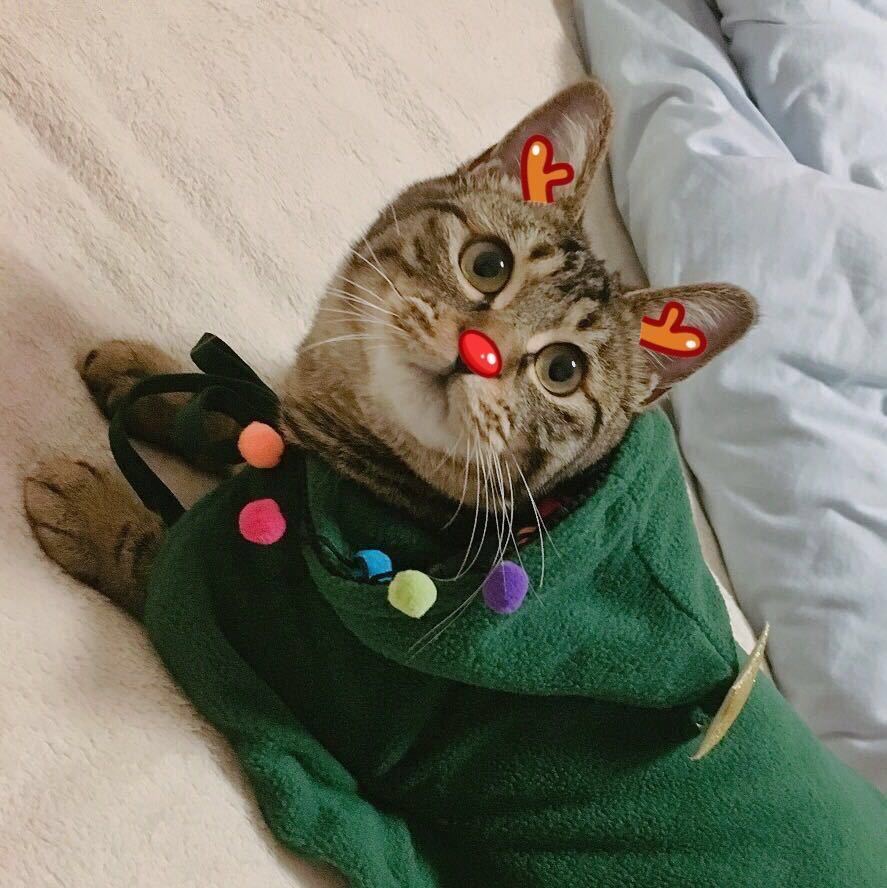 ᝰ拔苗助长的苗