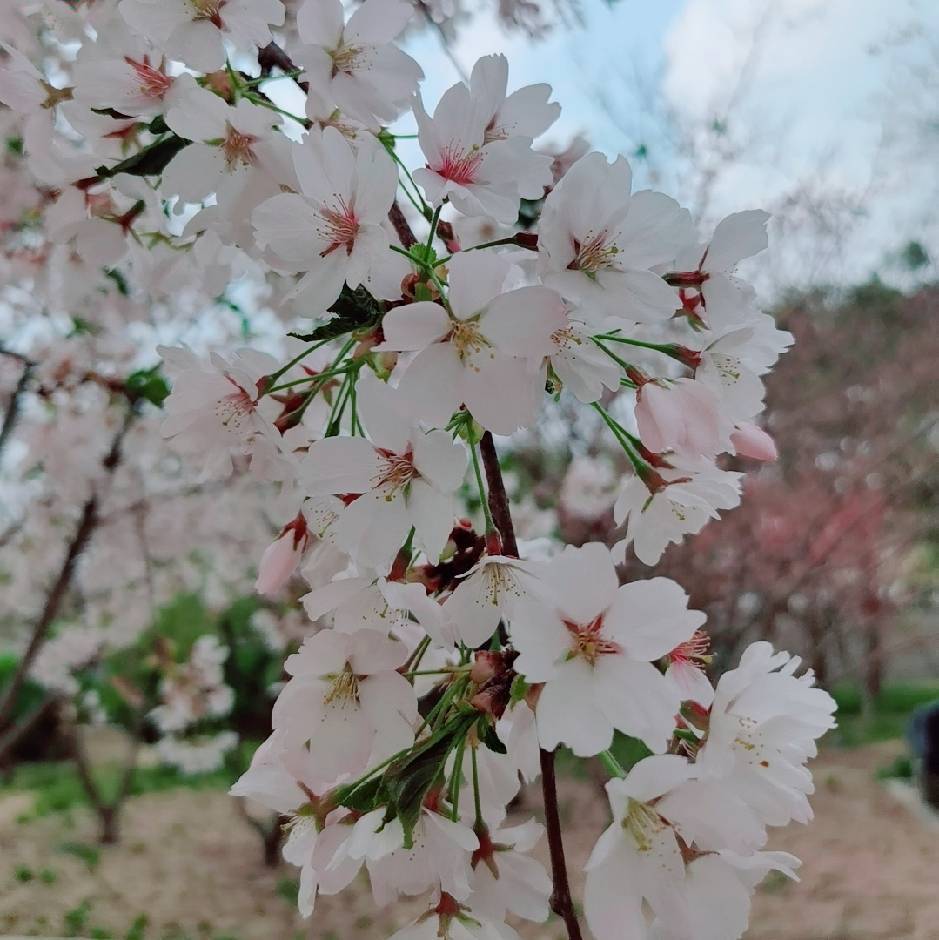 檬
