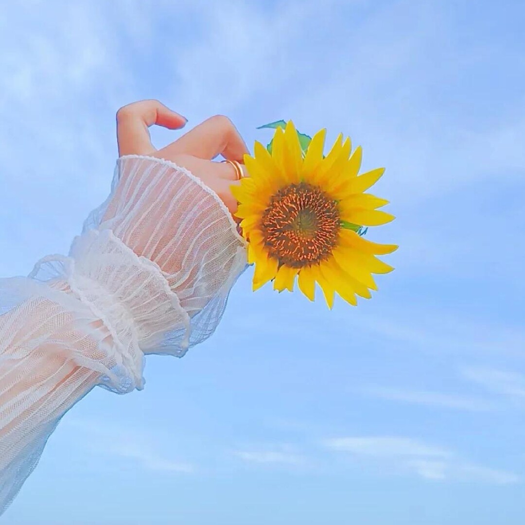 Sunflower🌻