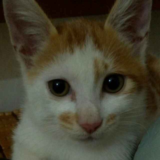 手工蒸汽烟(花式发热丝)