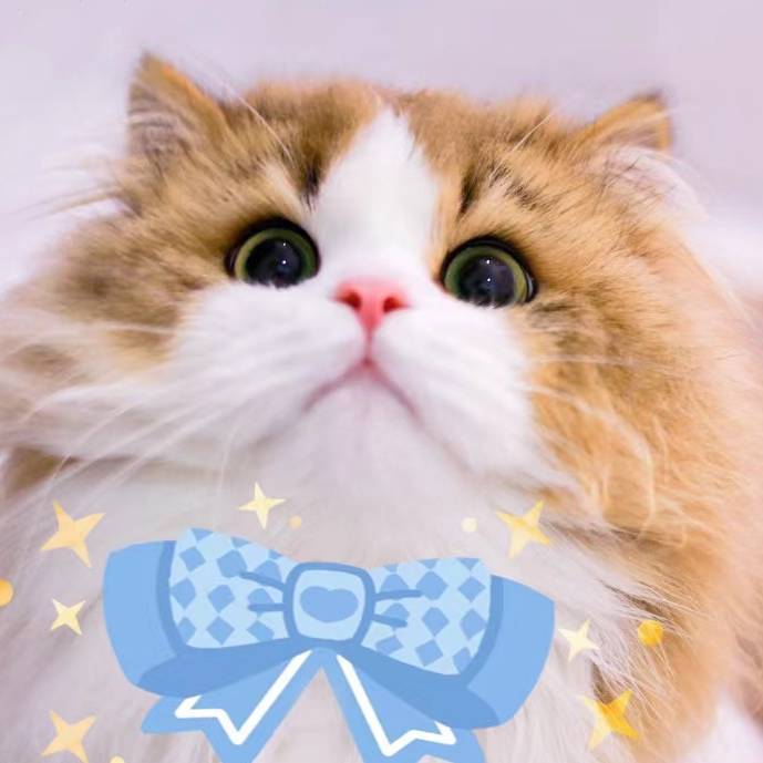 🌙 芝艾次柚
