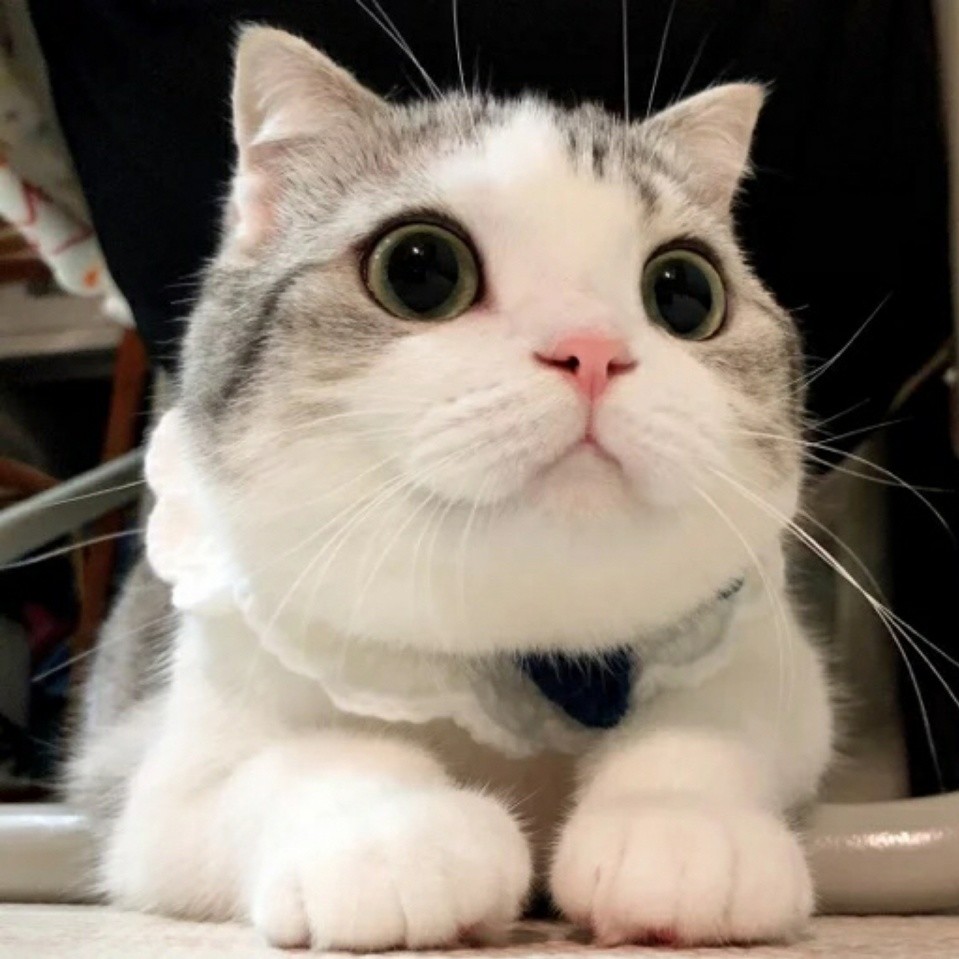 明明就