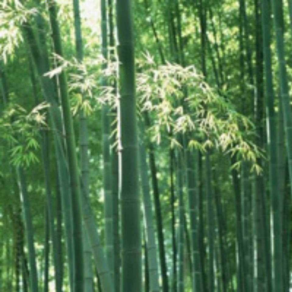 用戶頭像