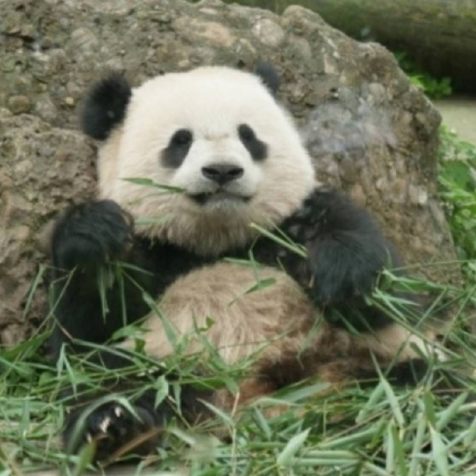 吃瓜群众不吃葱