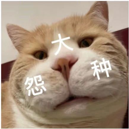 🍊胖墩儿橙
