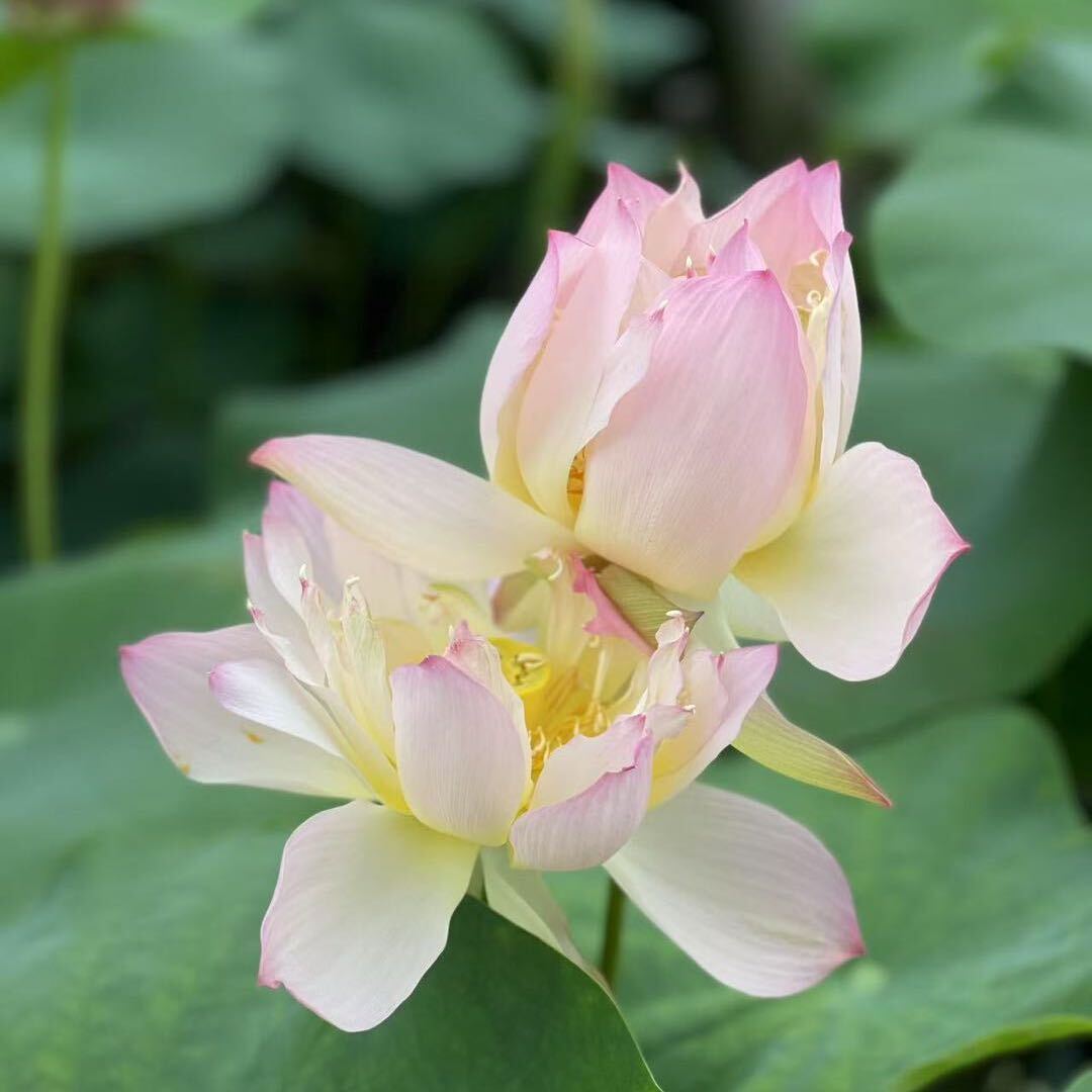 茹