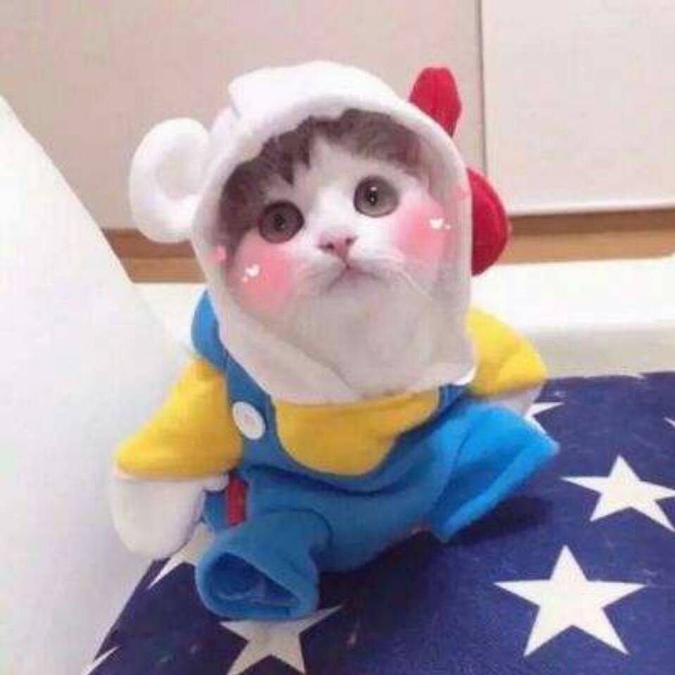 海豚
