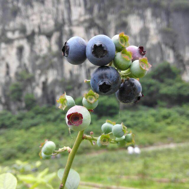 春泥嫣然 开