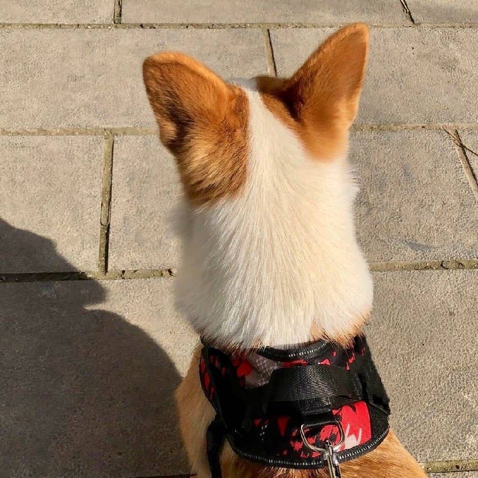 頔