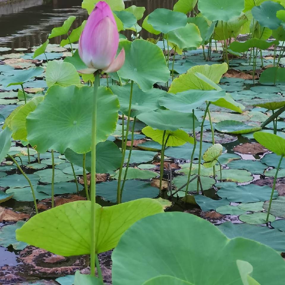 有情岁月