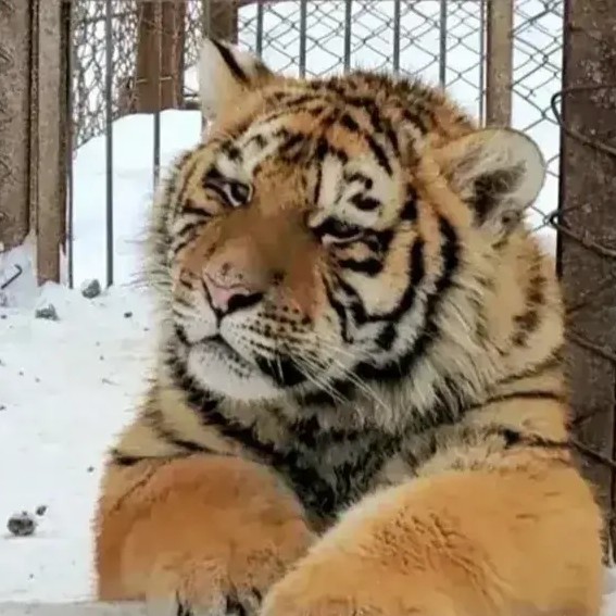 大风起兮