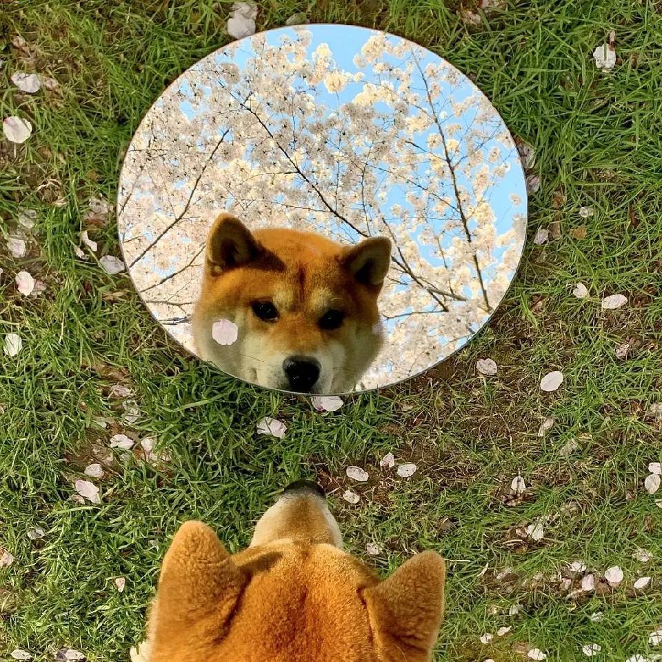 笋芽儿