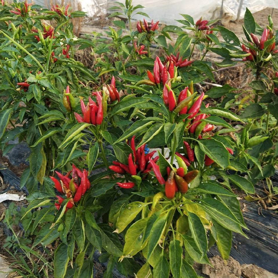 大老严18758294553严智建