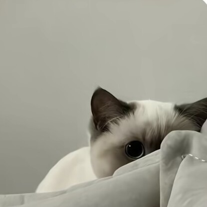 YY