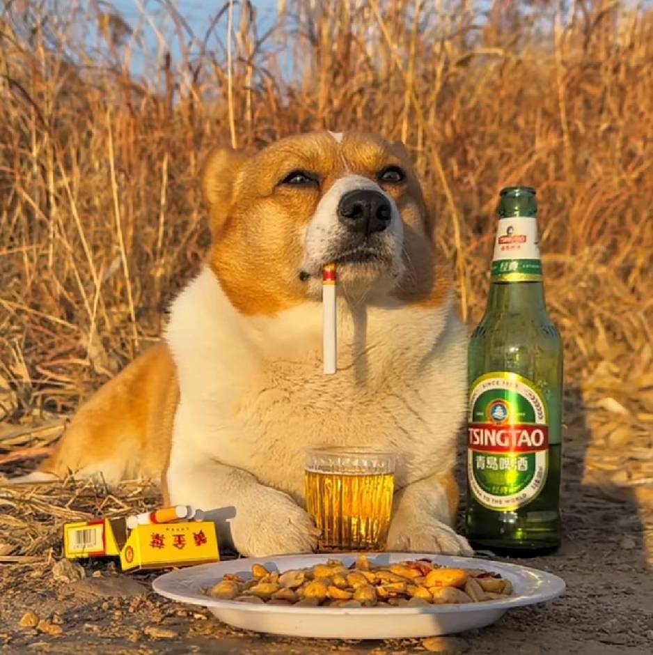 毛毛