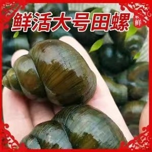 AA大型田螺养殖基地18344885228