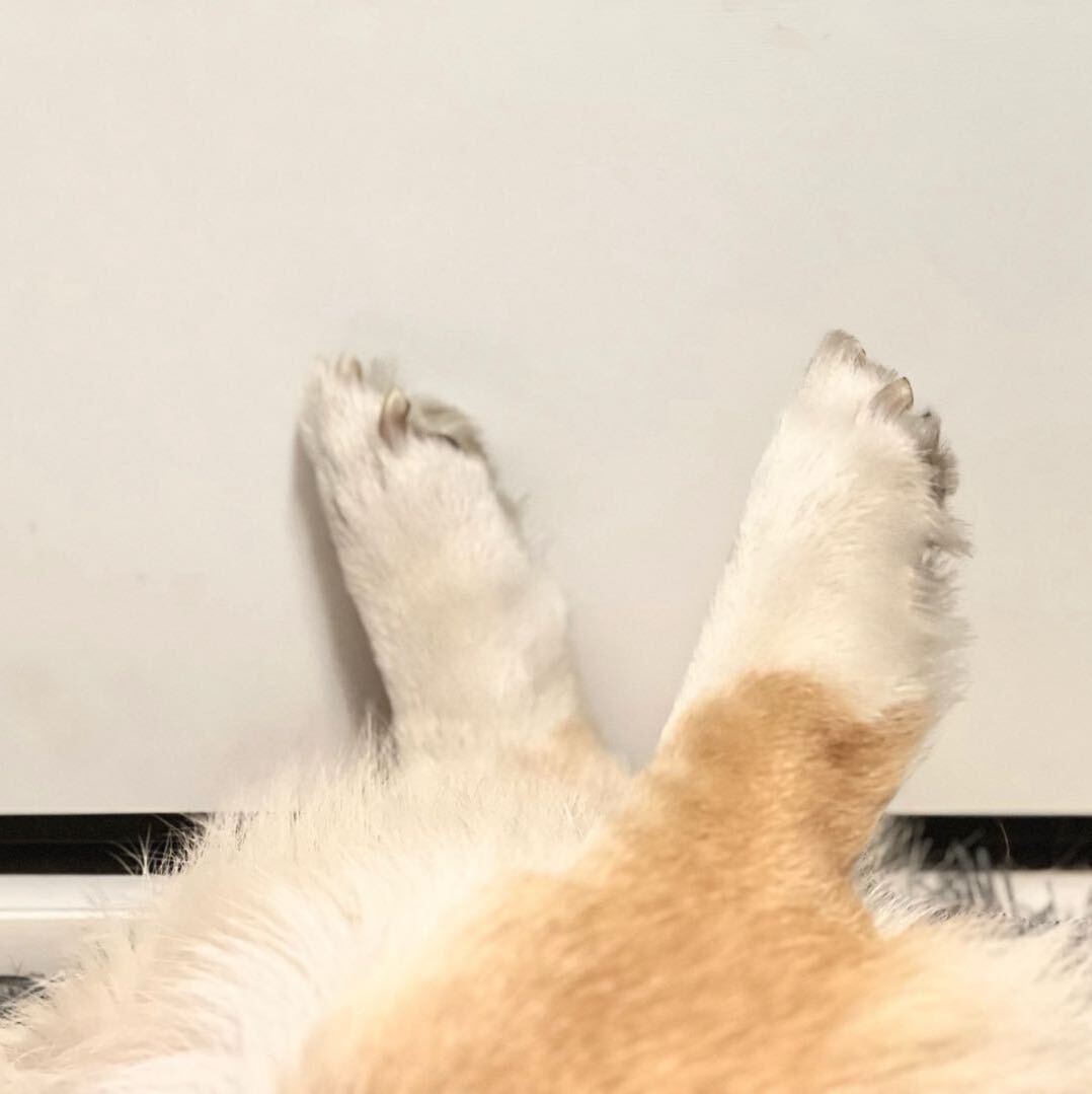 Y