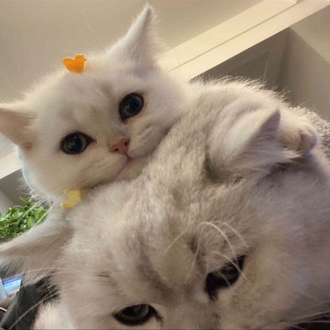 ㅤ  ㅤㅤ