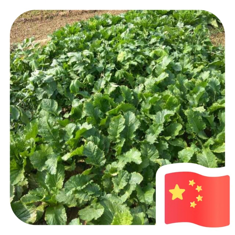 青林仙梅