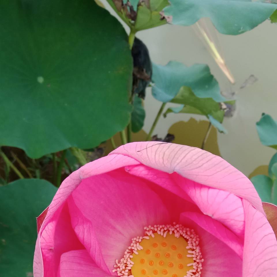 用戶頭像