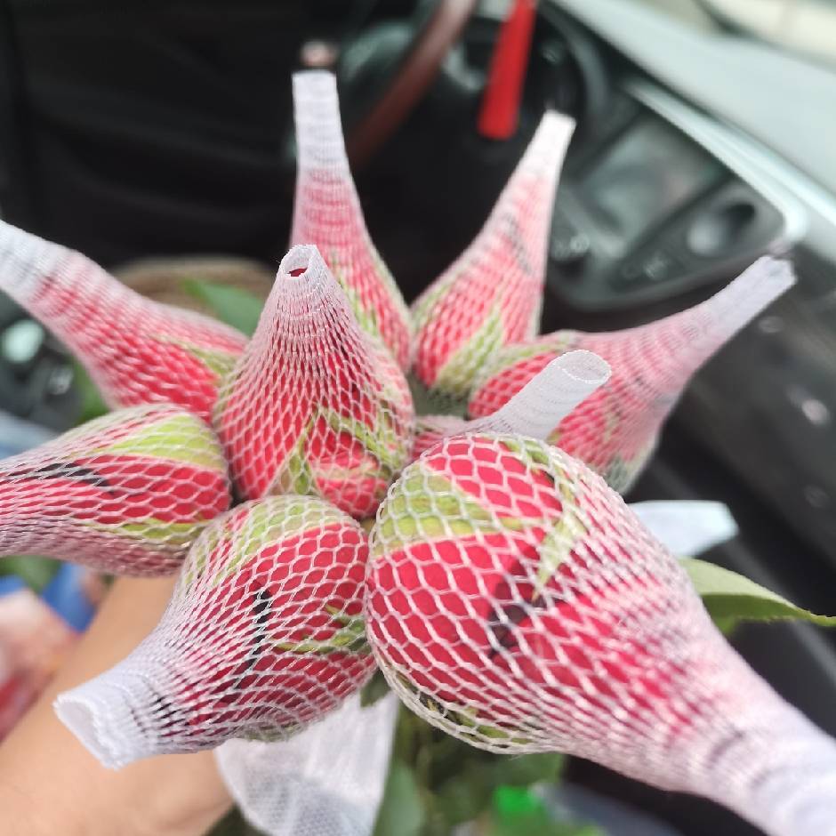 提拉米苏