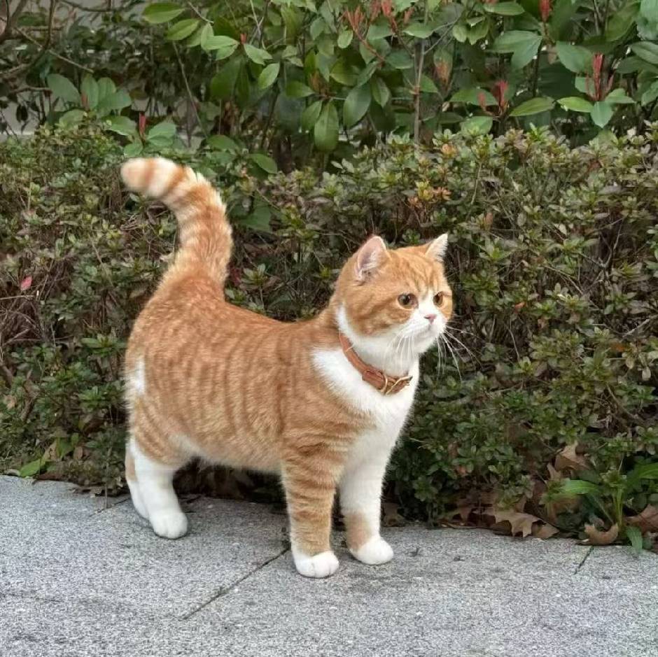 一只小猫 Pro Max 🐈
