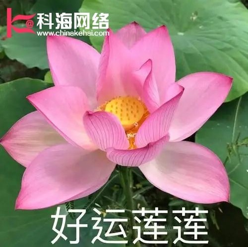 A科海网络-专业建站13969915733