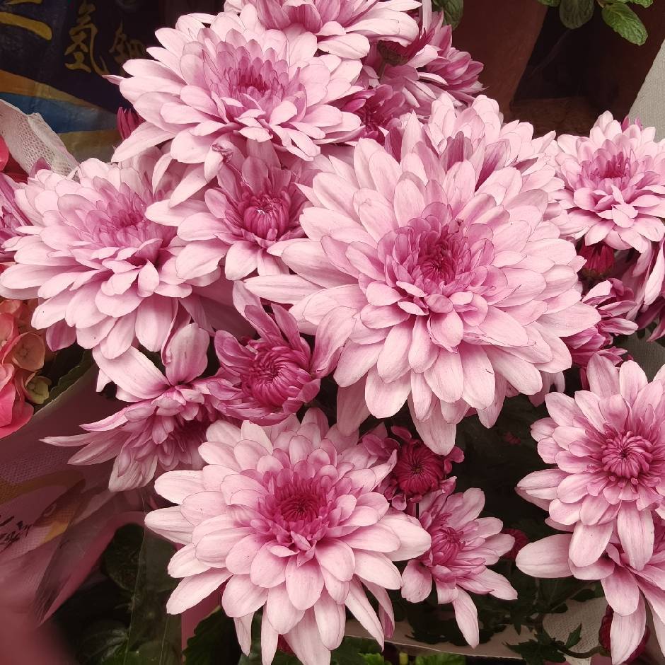 静待花开