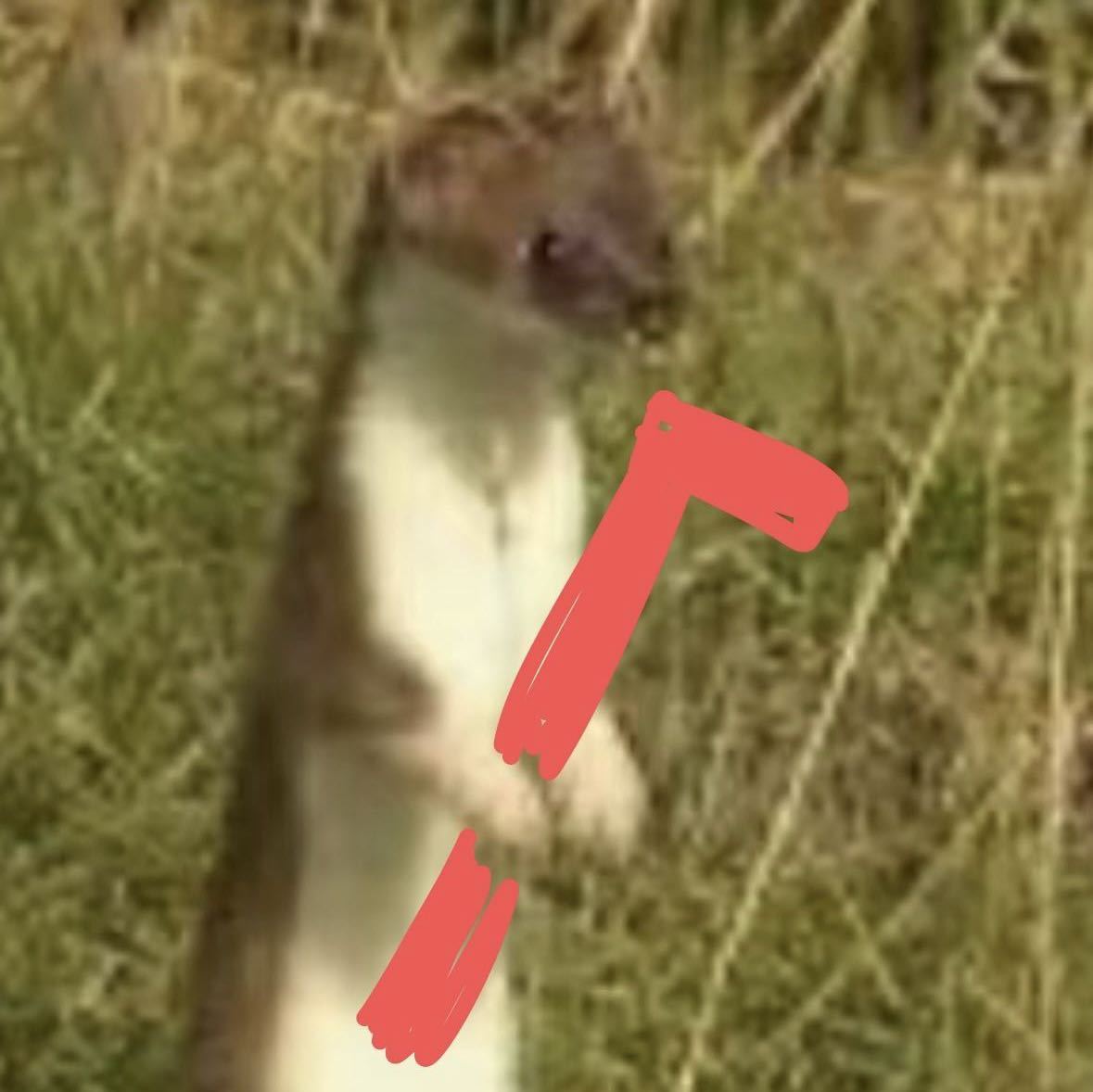 鳕鱼堡sᴛᴏʟᴇɴ