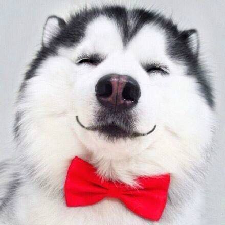 素人（仁建堂大药房南沟店）