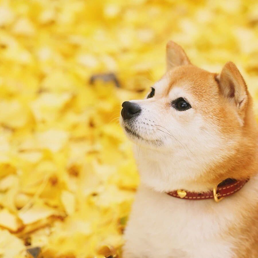 张磊