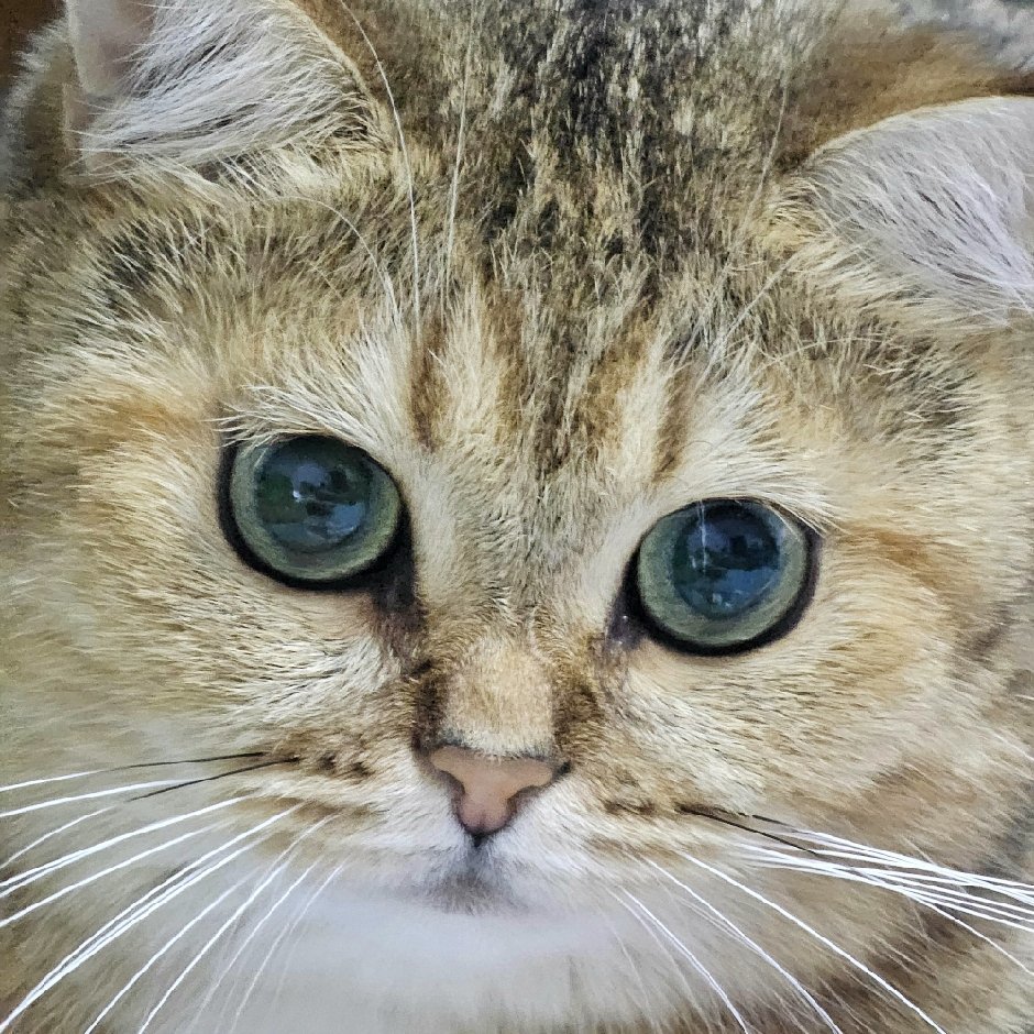 芒果