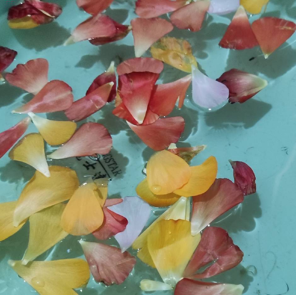 花椒芽芽