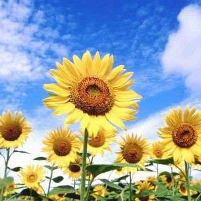 芳华似海