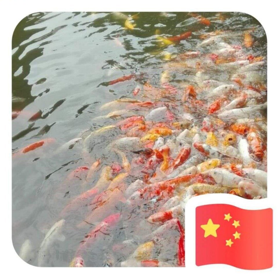 不加糖的咖啡