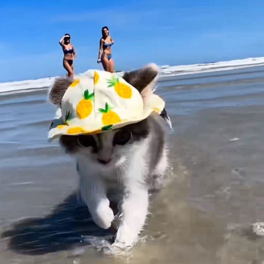 测试