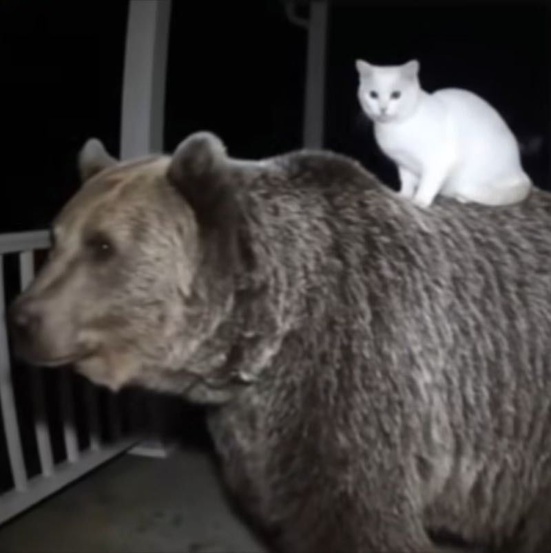 双悬日月照乾坤