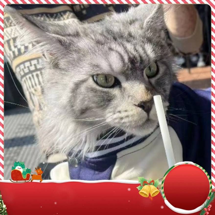 终极铁板鱿鱼星