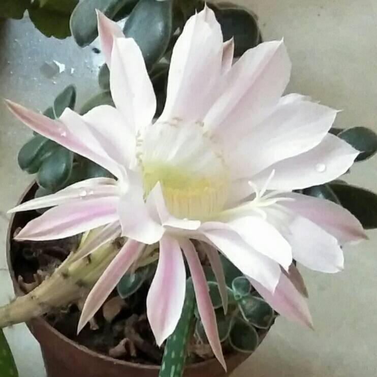 点滴