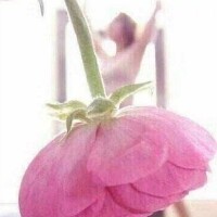 艾薇