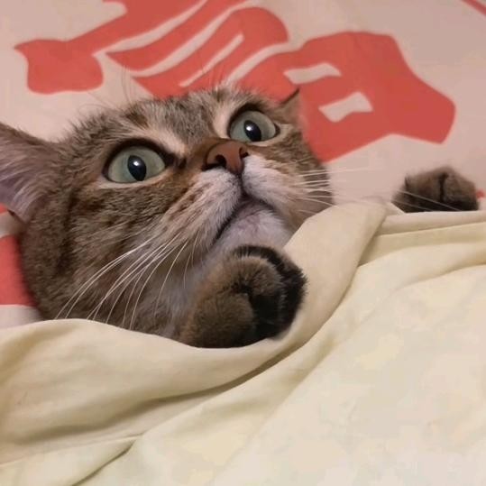 其实了然
