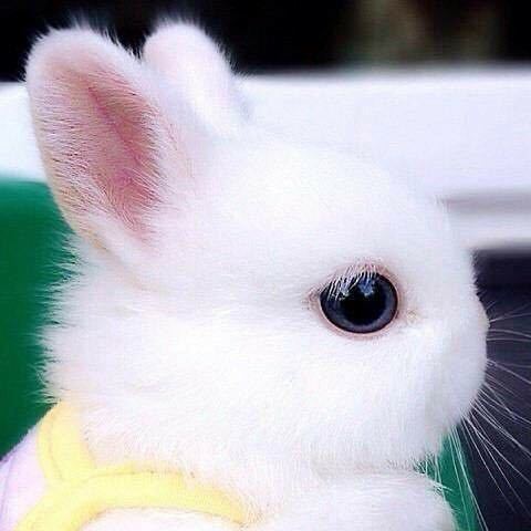 梦影