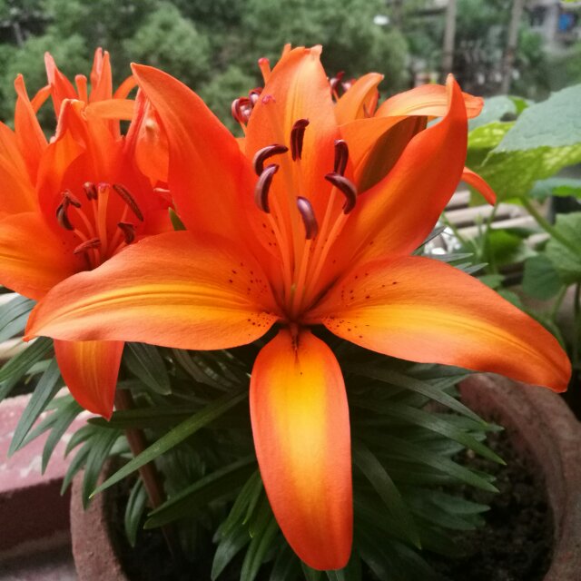 黄健