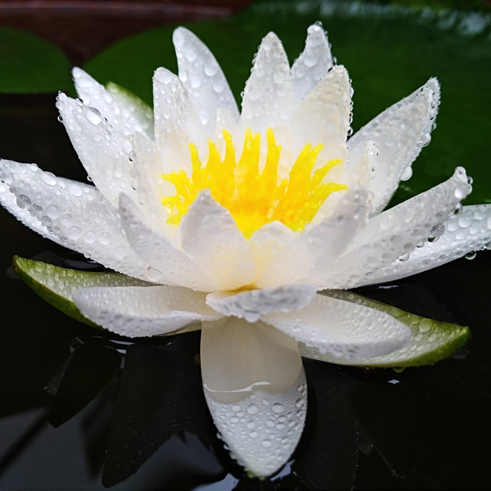 幸福像花儿一样