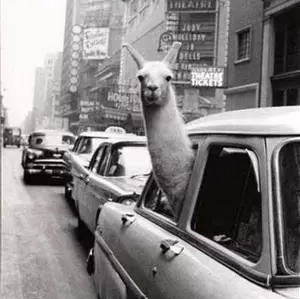 如果人生是一场旅行