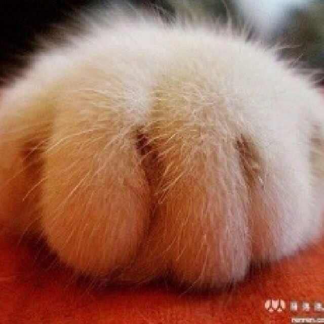 如来神掌